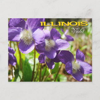 Cartão Postal Flor do Estado de Illinois: Violeta