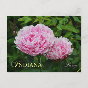 Cartão Postal Flor do Estado de Indiana: Peony