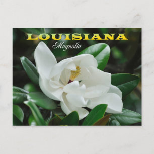 Cartão Postal Flor do estado de Louisiana: Doenças do