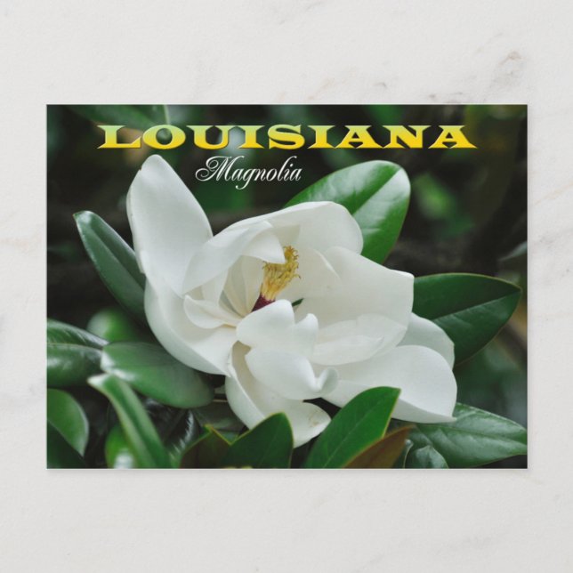 Cartão Postal Flor do estado de Louisiana: Doenças do (Frente)