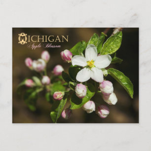 Cartão Postal Flor do Estado de Michigan: Flor da Maçã