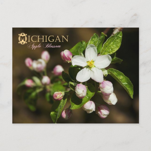 Cartão Postal Flor do Estado de Michigan: Flor da Maçã (Frente)