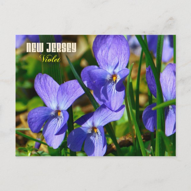 Cartão Postal Flor do Estado de Nova Jersey: Violeta (Frente)
