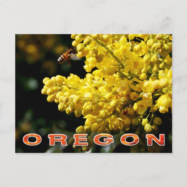 Cartão Postal Flor do Estado de Oregon: Uva de Oregon (Frente)