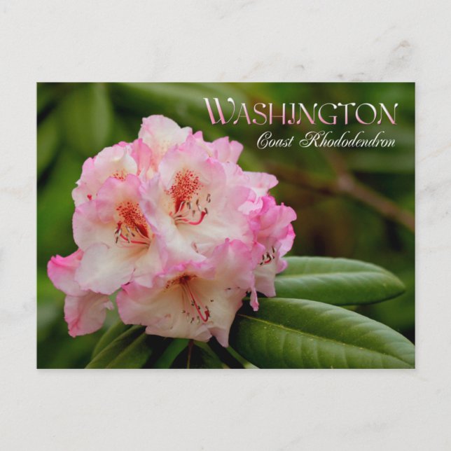 Cartão Postal Flor do Estado de Washington: Rhododendron (Frente)