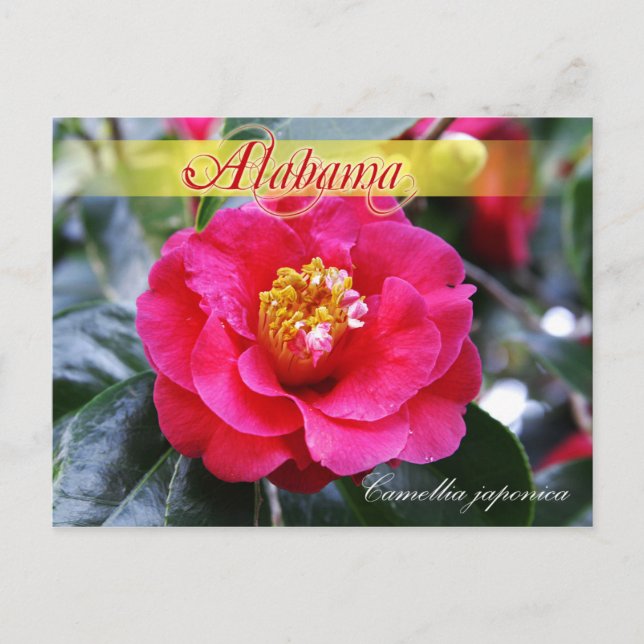 Cartão Postal Flor do Estado do Alabama - Camellia (Frente)