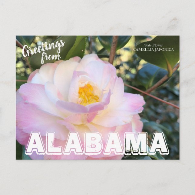 Cartão Postal Flor do Estado do Alabama, Cartão-postal Camellia (Frente)