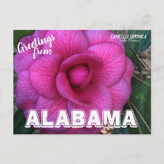 Cartão Postal Flor do Estado do Alabama, Cartão-postal Camellia (Frente)