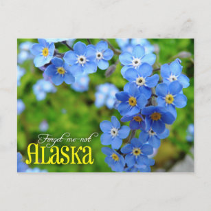 Cartão Postal Flor do Estado do Alasca: Esqueça-me-não