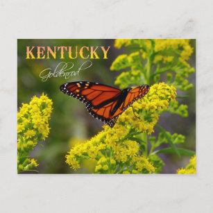 Cartão Postal Flor do Estado do Kentucky: Goldenrod