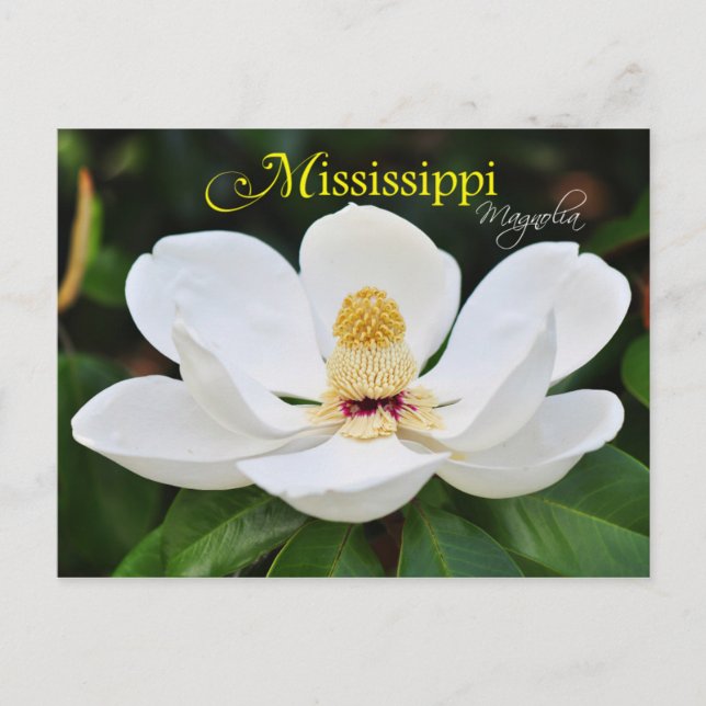 Cartão Postal Flor do Estado do Mississippi: Doenças do (Frente)