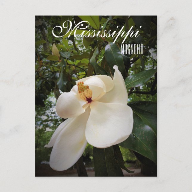 Cartão Postal Flor do Estado do Mississippi, Magnolia Grandiflor (Frente)