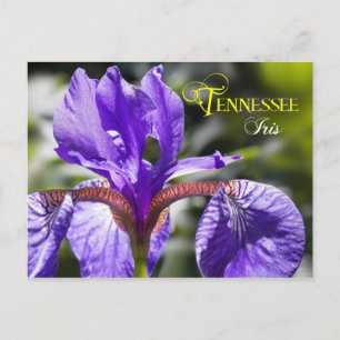 Cartão Postal Flor do Estado do Tennessee: Iris