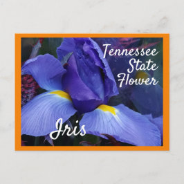 Cartão Postal Flor do Estado do Tennessee TN Iris