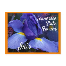 Flor do Estado do Tennessee TN Iris