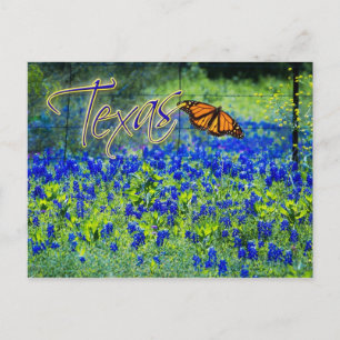 Cartão Postal Flor do Estado do Texas - Bluebonnets
