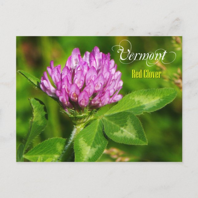 Cartão Postal Flor do Estado Vermont: Red Clover (Frente)
