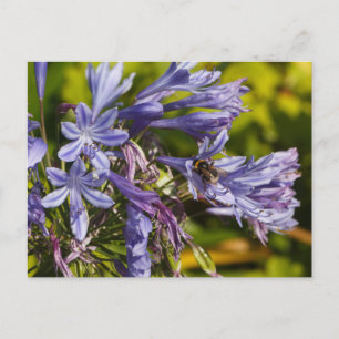 Cartão Postal Flor e abelha de Agapanthus
