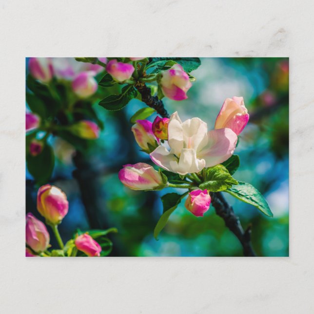 Cartão Postal Flor e botões de maçarico (Frente)
