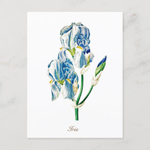 Cartão Postal Flor Elegante de Íris Azul Botânica Vintage