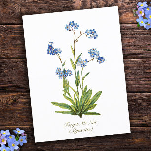 Cartão Postal Flor Elegante Vintage Botânica Não Me Esqueças