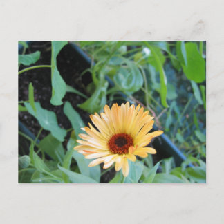 Cartão Postal Flor em Folhas Dois