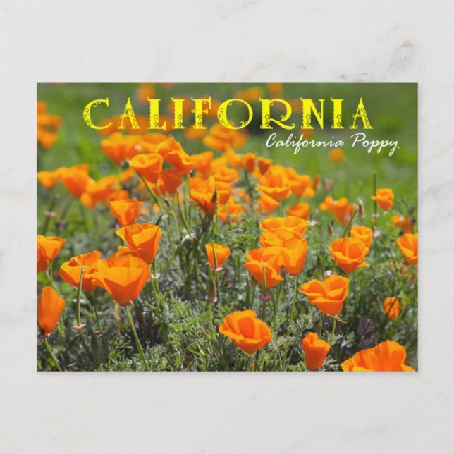 Cartão Postal Flor Estadual da Califórnia Poppy (Frente)