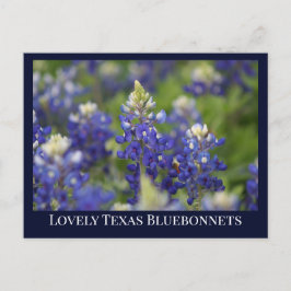 Cartão Postal Flor Estadual do Texas Primavera Bluebonnet azul
