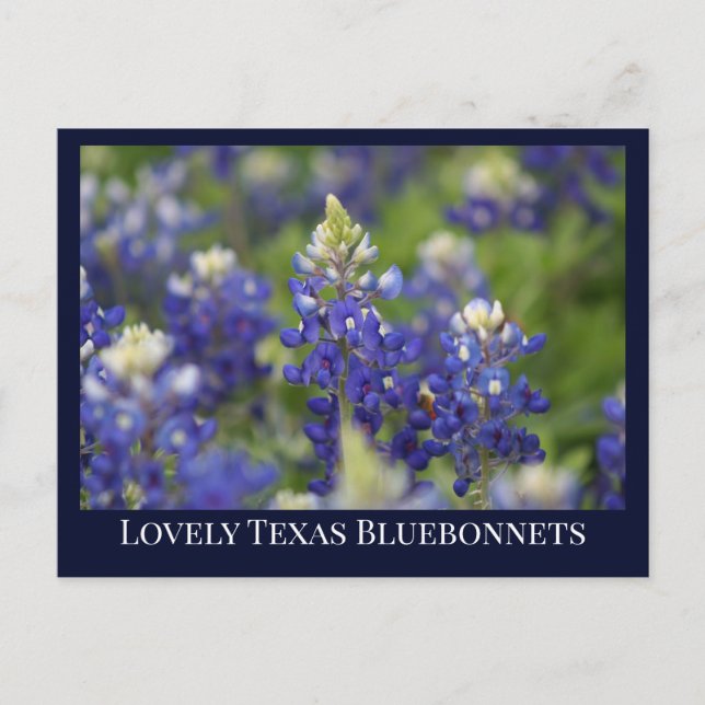 Cartão Postal Flor Estadual do Texas Primavera Bluebonnet azul (Frente)