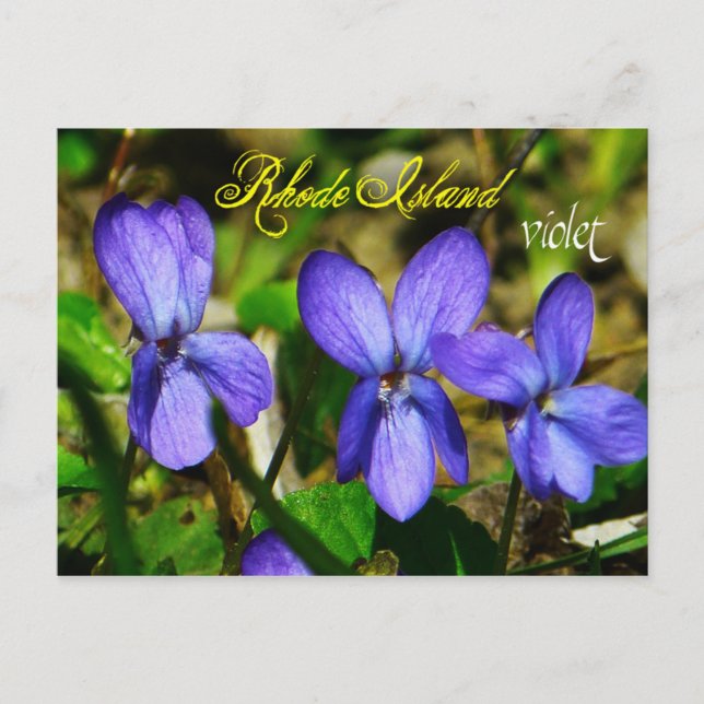 Cartão Postal Flor estatal de Rhode Island: Violeta (Frente)