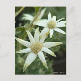 Cartão Postal Flor Flanela [Cartão Postal]