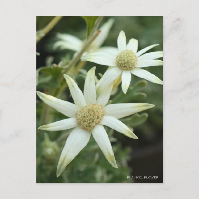 Cartão Postal Flor Flanela [Cartão Postal] (Frente)