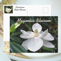 Flor Fotográfica do Estado da Louisiana Magnólia B