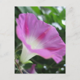 Cartão Postal Flor Glória Rosa Morning