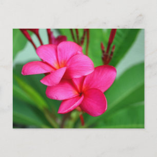 Cartão Postal Flor Havaiana - Plumeria Rosa Frangipani
