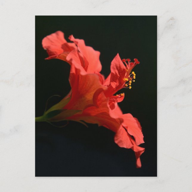 Cartão Postal Flor Hibiscus (Frente)