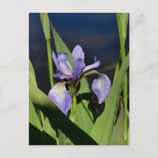 Cartão Postal Flor Iris de Sinalizador Azul Selvagem (Frente)