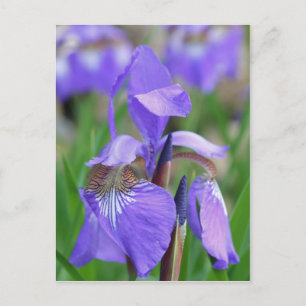 Cartão Postal Flor Iris de Sinalizador Azul Selvagem