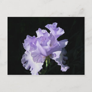 Cartão Postal Flor Íris Púrpura Em Fundo Preto