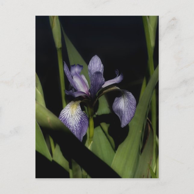 Cartão Postal Flor Iris Sinalizador Azul Intenso (Frente)