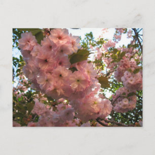 Cartão Postal Flor Japonês 2Cherry