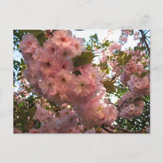 Cartão Postal Flor Japonês 2Cherry (Frente)