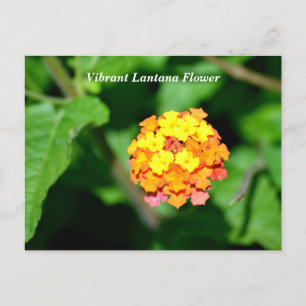 Cartão Postal Flor Lantana de cor clara