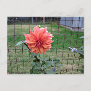 Cartão Postal Flor Laranja
