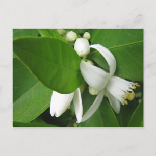 Cartão Postal Flor Laranja