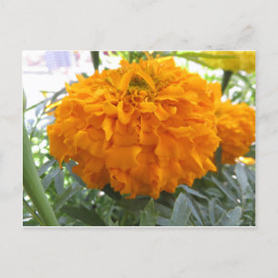 Cartão Postal Flor Laranja