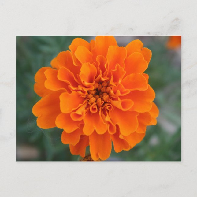 Cartão Postal Flor Laranja Brilhante (Frente)