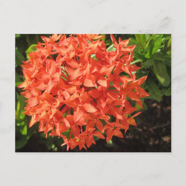 Cartão Postal Flor Laranja Ixora (Frente)