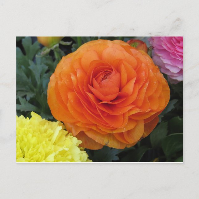 Cartão Postal Flor Laranja Redonda (Frente)