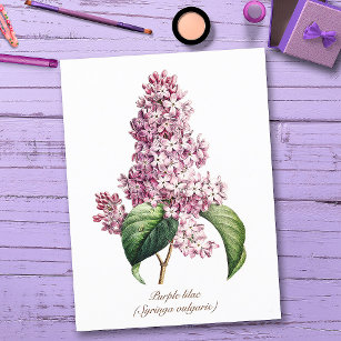Cartão Postal Flor Lilac Púrpura Da Vintage Elegante
